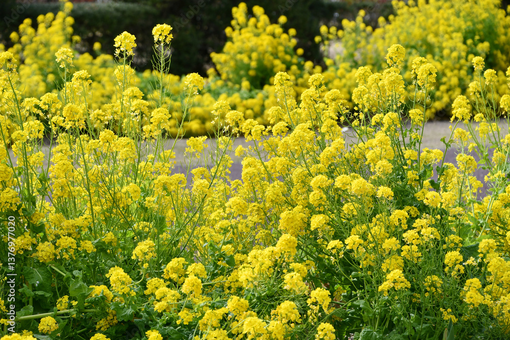 Fototapeta premium 菜の花