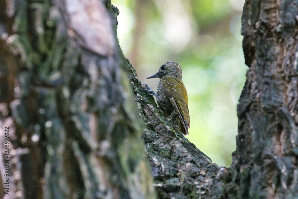 A woodpecker is perched on a tree branch A woodpecker is perched on a tree branch