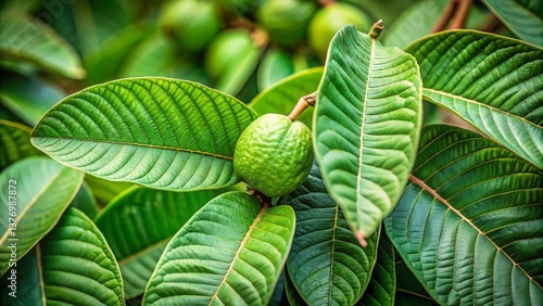 Lush Guava Leaves: Vibrant Green Foliage with Copy Space for Text or Logo
