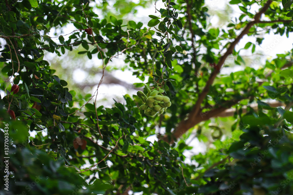 Fototapeta premium Green Manila Tamarind Pods Among Dense Green Tree Foliage