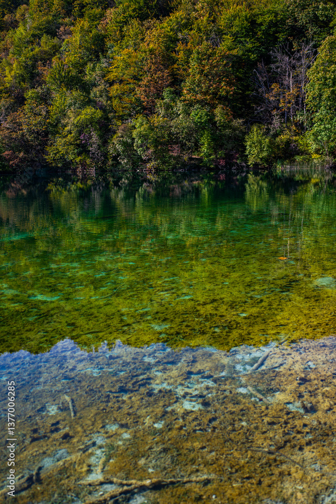 The tranquil transparent waters of lake in the background. Tree into the shallow waters. Beautiful nature lake. Landscape Reflection off of a clear lake water surface on a bright sunny day.