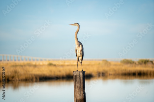 blue heron on post 4