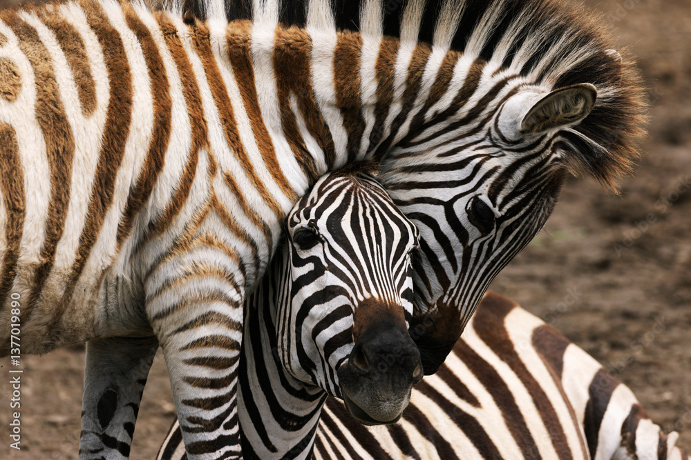 Zebra in Tanzania Zebra in Tanzania