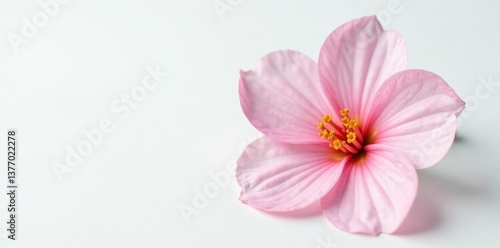 Fresh and fragrant, this delicate flower sits on an untouched white surface, white background, blossom