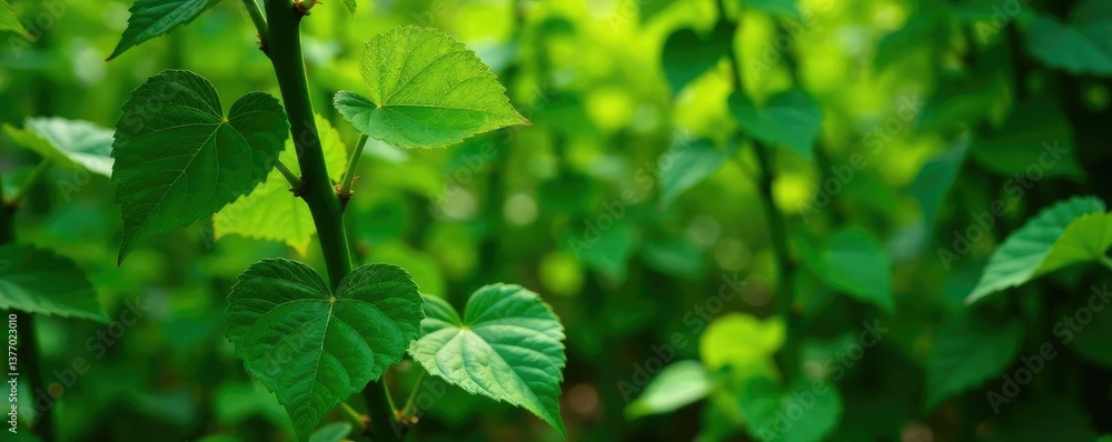 Green leaves and stems of plants intertwined with vines in a garden, vines, garden Green leaves and stems of plants intertwined with vines in a garden, vines, garden