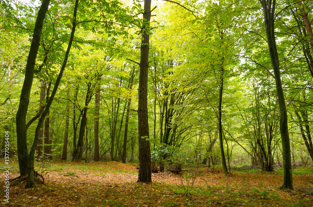 Naklejka premium Autumn beech forest