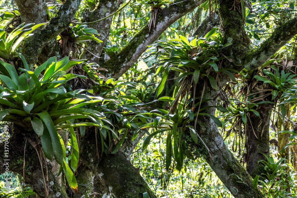 Lush green rainforest. Lush green rainforest.