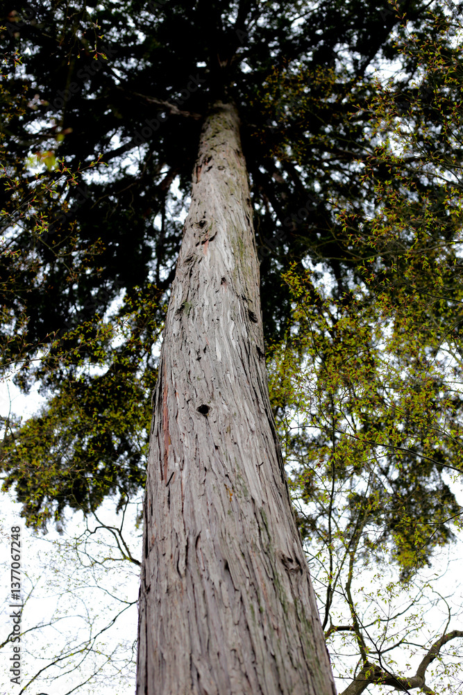 Obraz premium A large tree in Japan forest