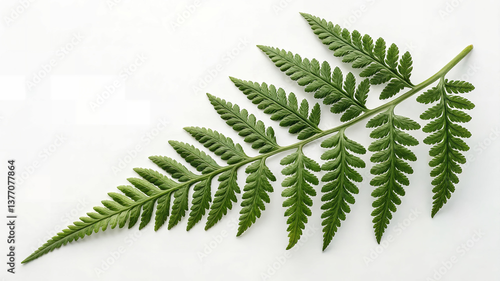 Single Green Fern Leaf on White Background Single Green Fern Leaf on White Background