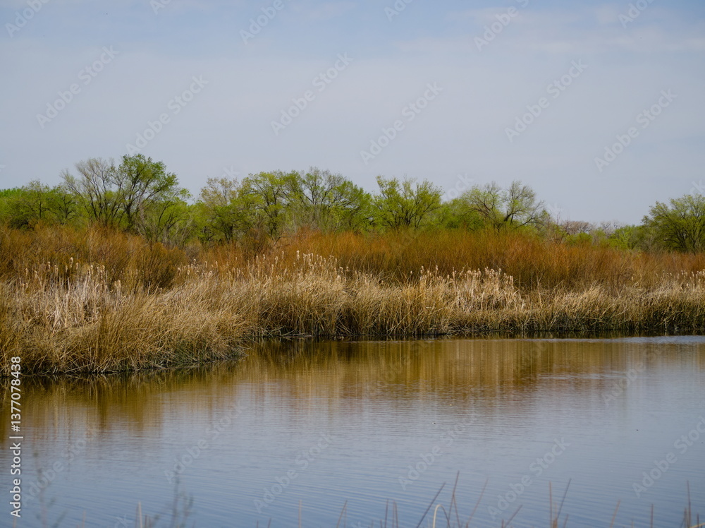 Scenic wetlands showcasing dense vegetation and a tranquil reflective water surface under a clear blue sky. Captures the serenity and beauty of nature in a vibrant and calm atmosphere. Scenic wetlands showcasing dense vegetation and a tranquil reflective water surface under a clear blue sky. Captures the serenity and beauty of nature in a vibrant and calm atmosphere.