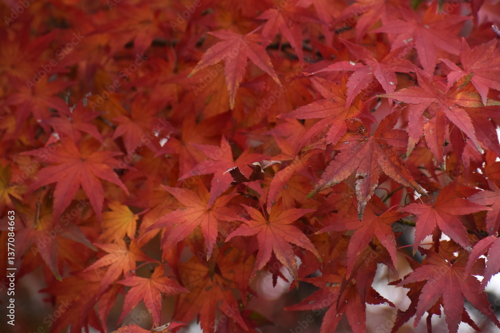 Leaf Red-21 Leaf Red-21