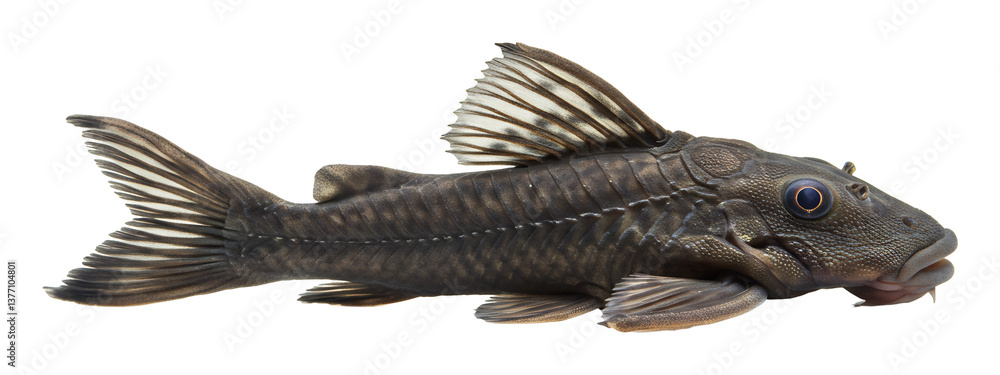 優雅に泳ぐ黒っぽい熱帯魚 優雅に泳ぐ黒っぽい熱帯魚