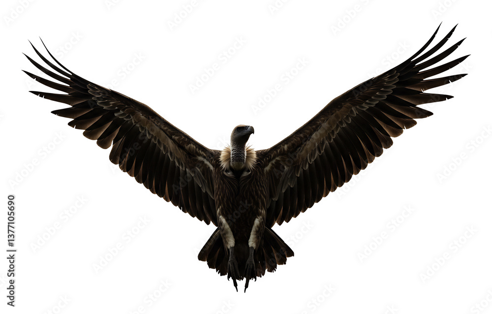Obraz premium 猛禽類羽ばたく大空背景白
