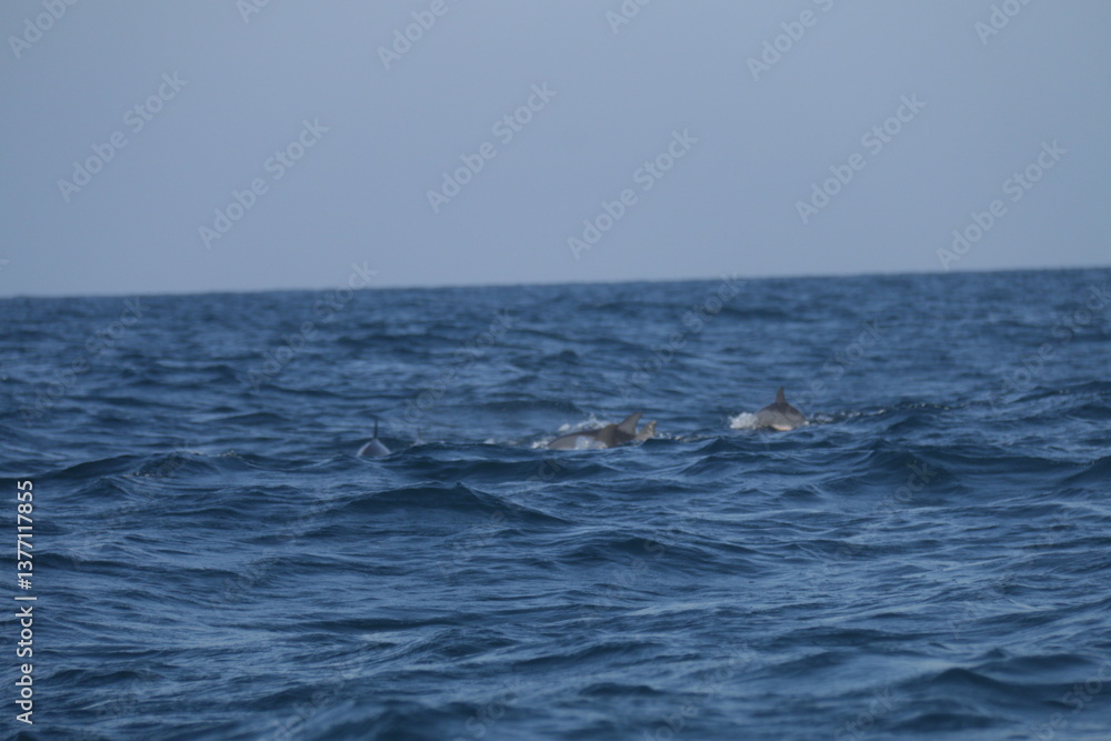 Obraz premium Amazing Dolphins in the Indian Ocean, Sri Lanka 