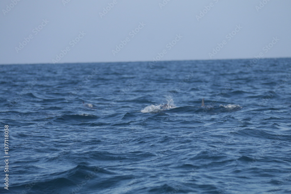 Amazing Dolphins in the Indian Ocean, Sri Lanka Amazing Dolphins in the Indian Ocean, Sri Lanka