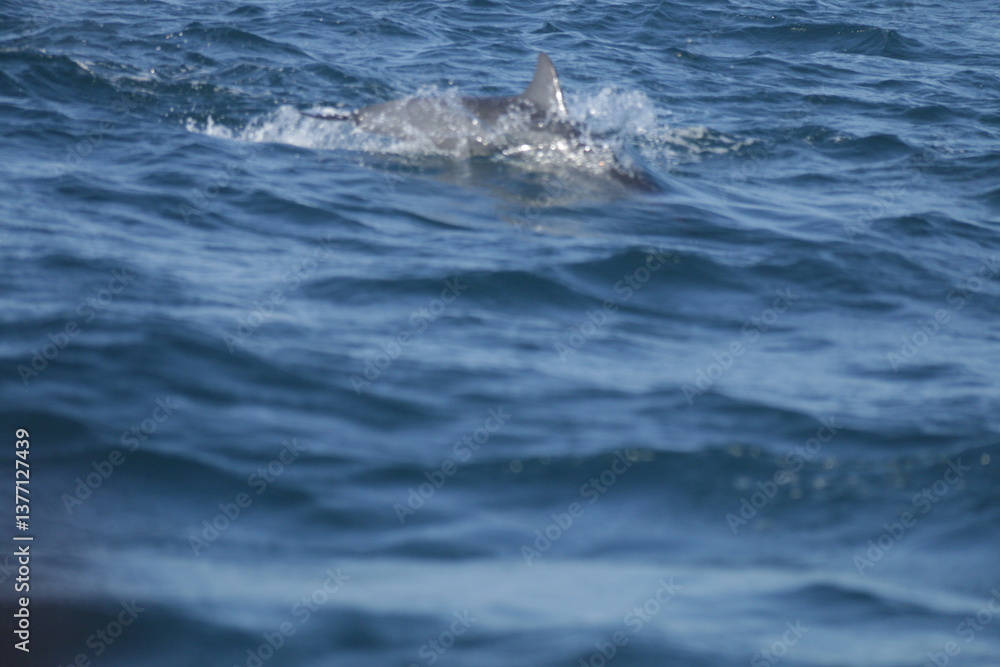 Naklejka premium Amazing Dolphins in the Indian Ocean, Sri Lanka 