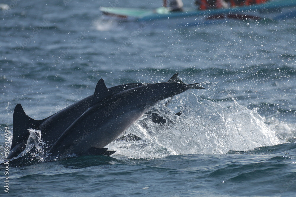 Fototapeta premium Amazing Dolphins in the Indian Ocean, Sri Lanka 
