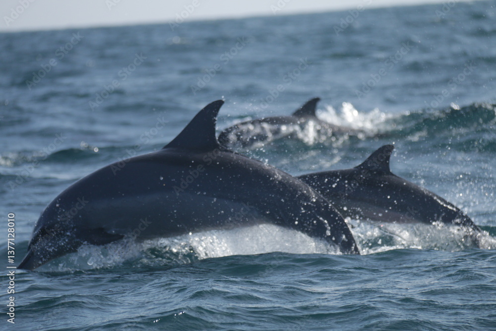 Fototapeta premium Amazing Dolphins in the Indian Ocean, Sri Lanka 