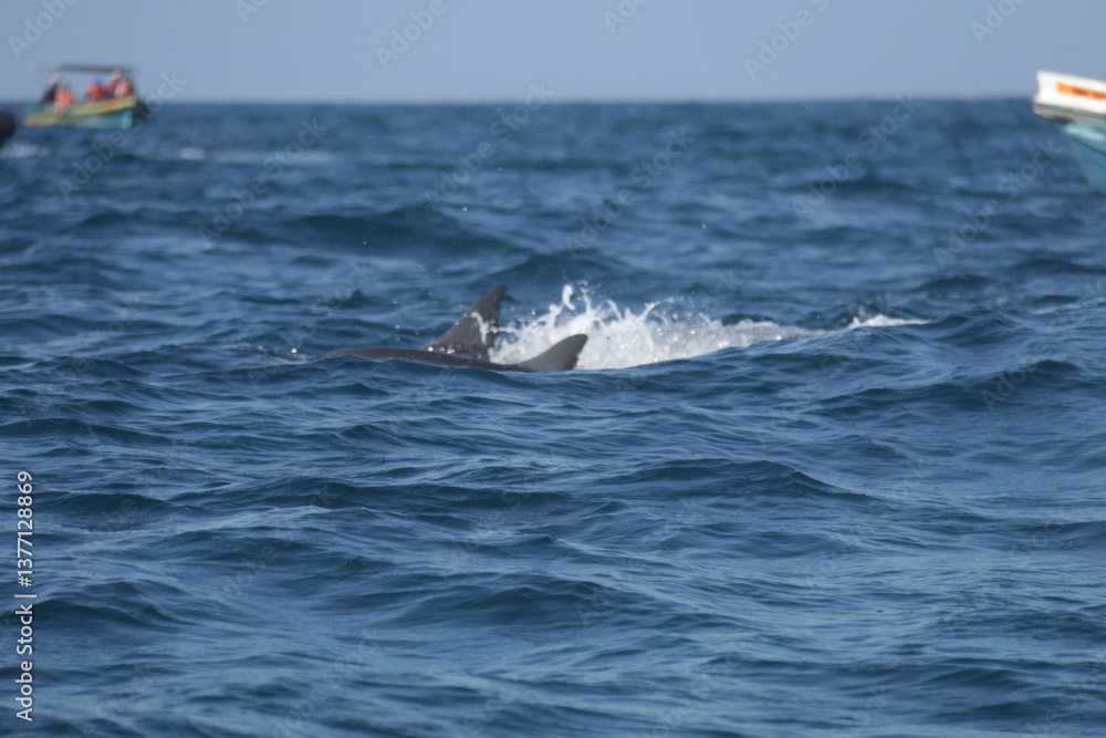 Fototapeta premium Amazing Dolphins in the Indian Ocean, Sri Lanka 