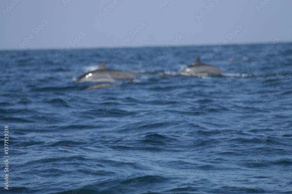 Fototapeta premium Amazing Dolphins in the Indian Ocean, Sri Lanka 