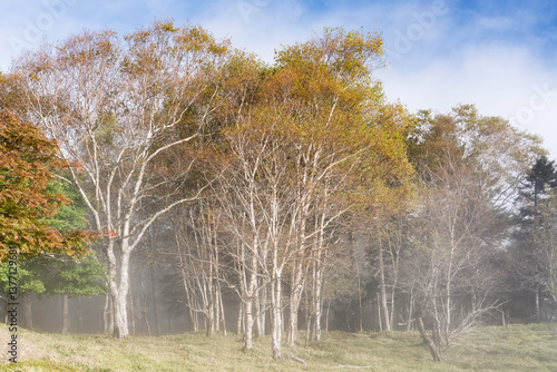Wallpaper Mural 山梨県甲州市　秋の大菩薩嶺 Torontodigital.ca