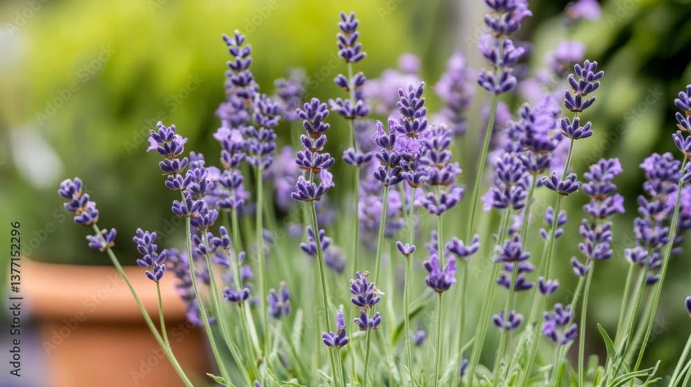 Obraz premium Beautiful Lavender House Plant in a Pot