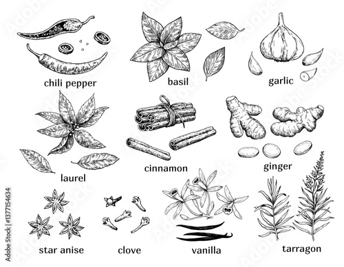 Set of spices and aromatic plants. Hand-drawn detailed vector illustration in sketch ink style.