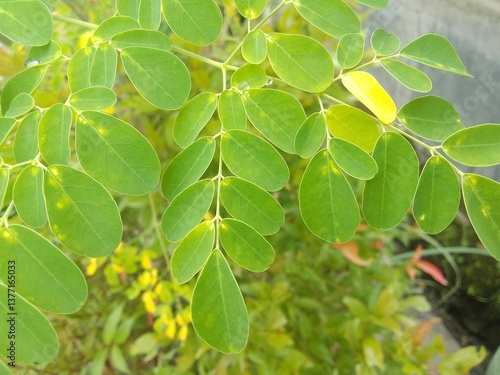 Close-up of the Bright Green Leaves of a Moringa Tree in a Natural Scene