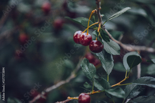 Ripe red cherries growing on a tree in the garden