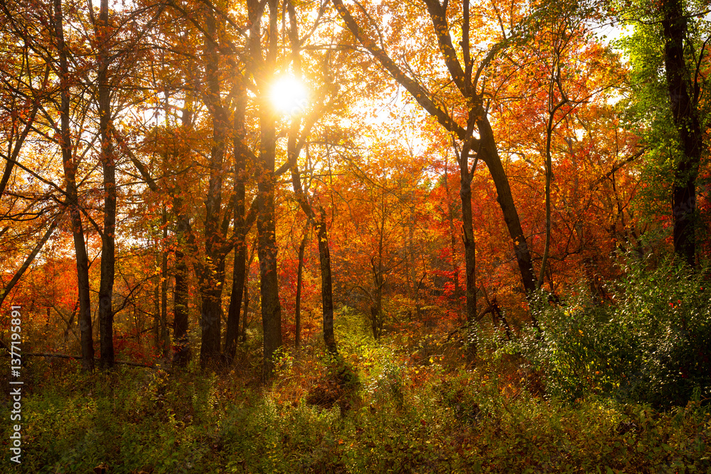 Fototapeta premium Sun shining through the fall foliage in a Connecticut forest.