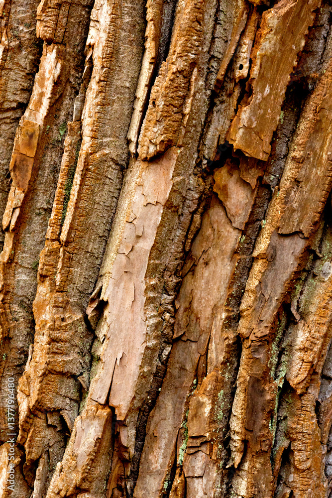 Naklejka premium Deeply furrowed bark of a cottonwood tree in Manchester, Connecticut.