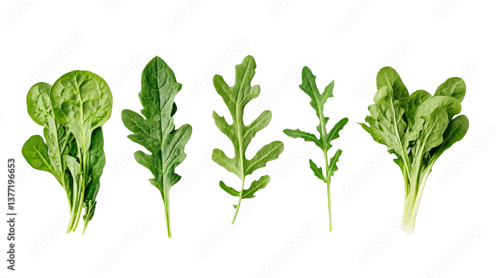 Fresh greens, spinach, arugula, and kale, Transparent background, PNG file background, Fresh greens, spinach, arugula, and kale, Transparent background, PNG file background,