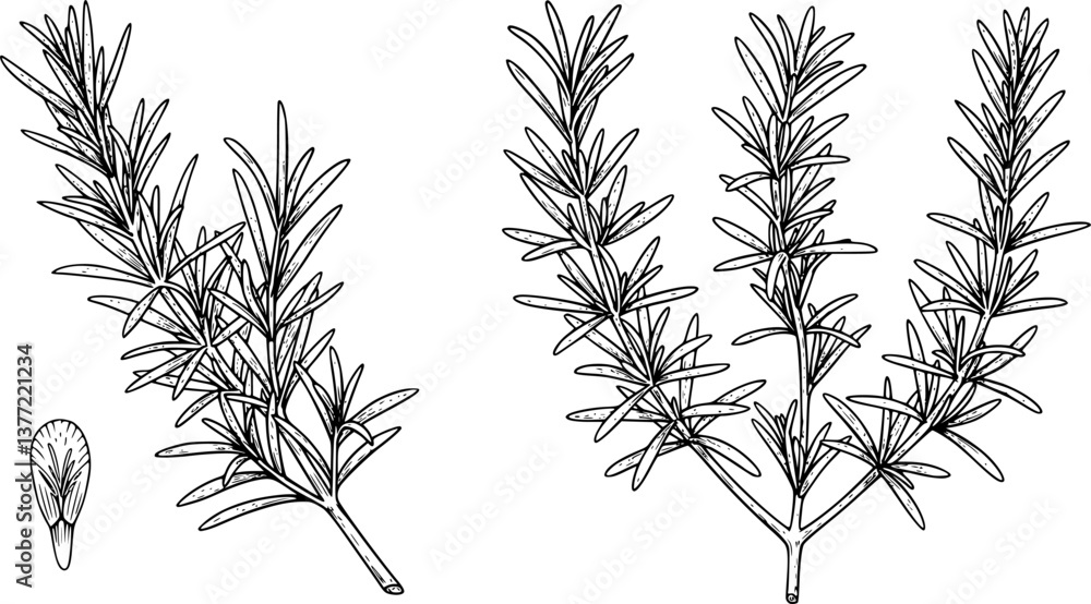 Fototapeta premium rosemary engraving black and white outline 