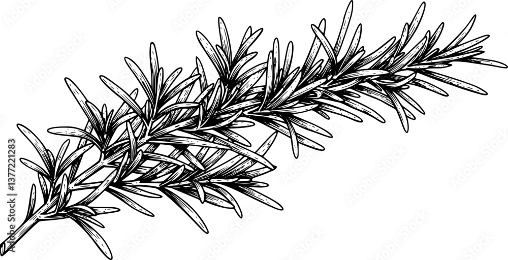 Fototapeta premium rosemary engraving black and white outline 