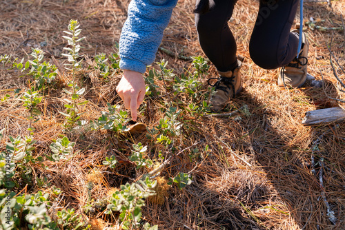 Wallpaper Mural Mushroom foraging  Torontodigital.ca