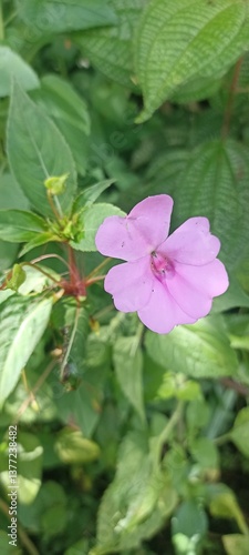 pink and white flower