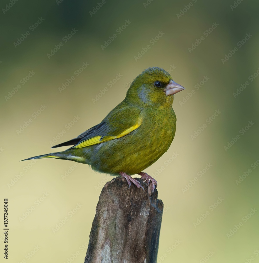 Fototapeta premium Vibrant European greenfinch bird perched on a rustic wooden post against a soft blurred background