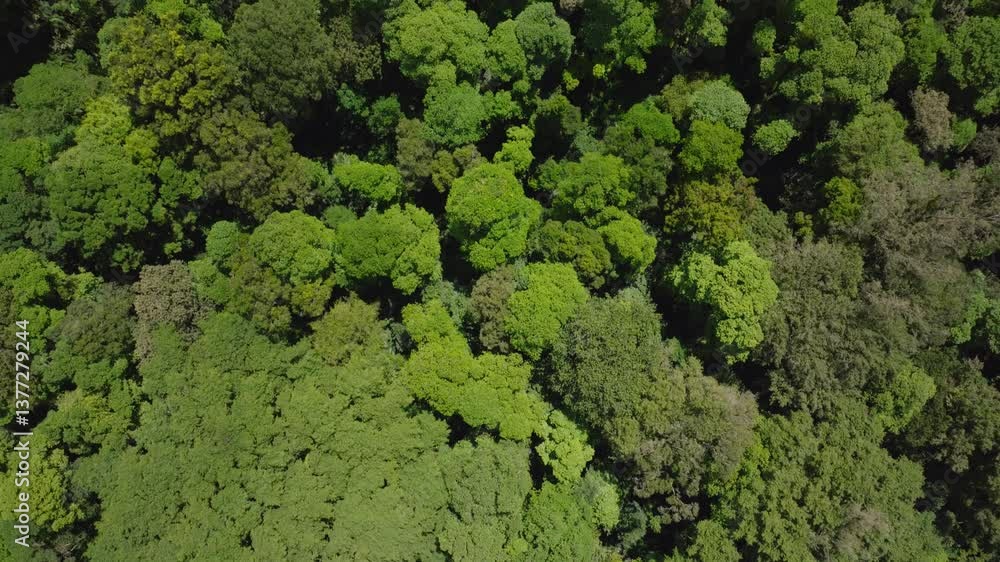 a lush green forest with lots of trees and leaves a lush green forest with lots of trees and leaves