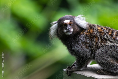 Photography Cute white-tufted common marmoset monkey with a green background in Pão de Açúca