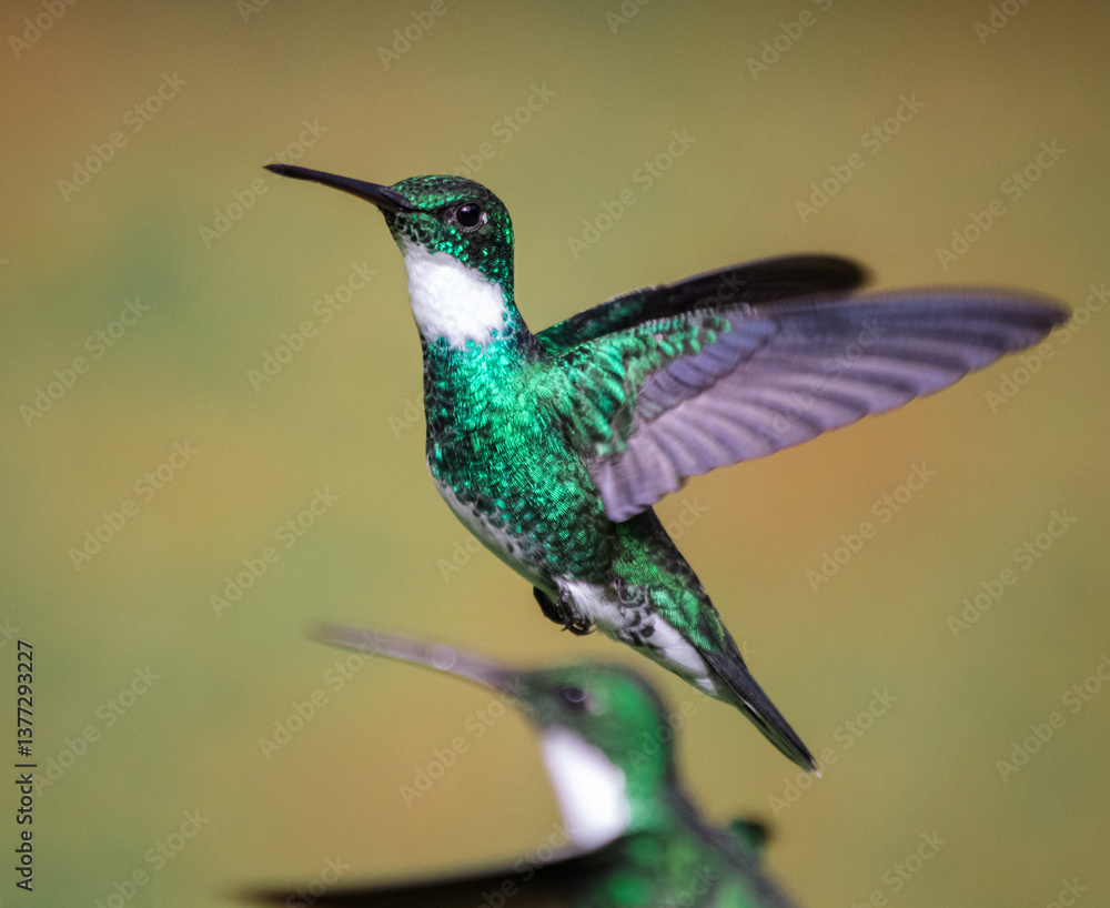 Fototapeta premium White-throated hummingbird flying in Buenos Aires, Argentina (Leucochloris albicolis)
