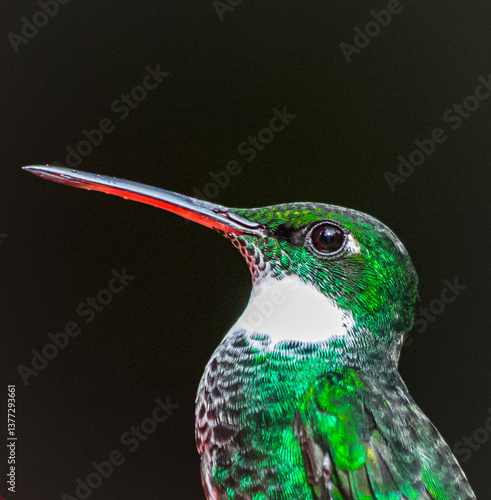 White-throated hummingbird portrait in Buenos Aires, Argentina (Leucochloris albicolis)