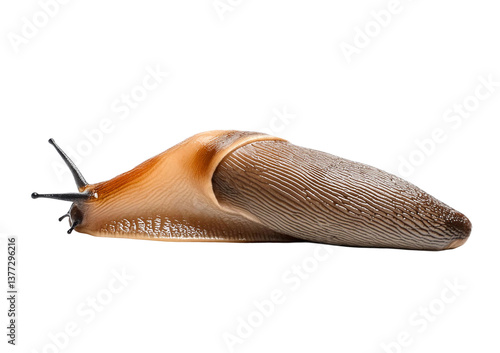 Fotografia slug isolated on white