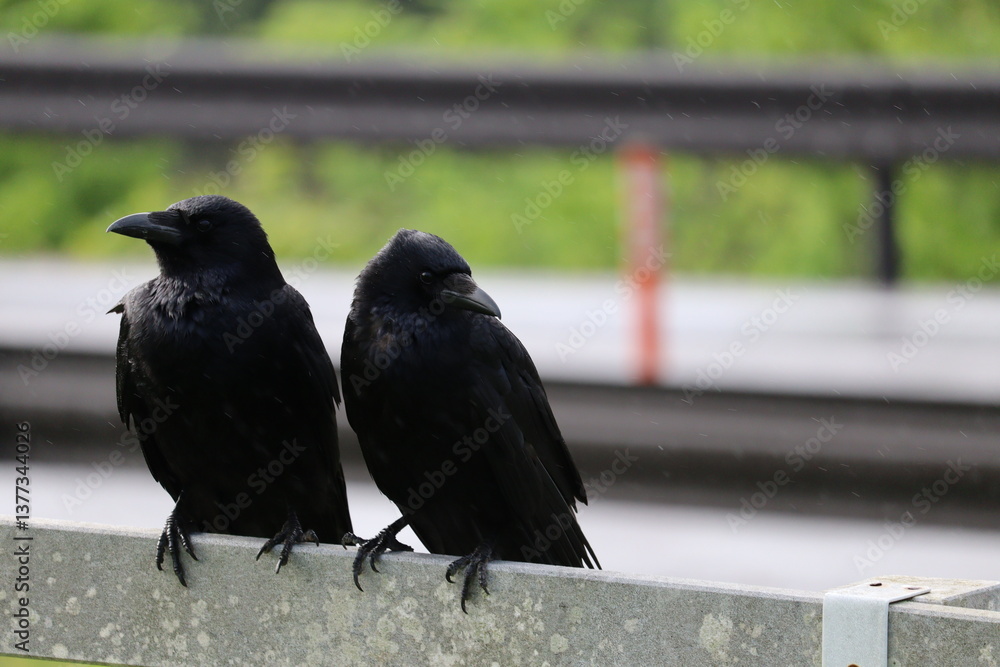 Obraz premium カラス