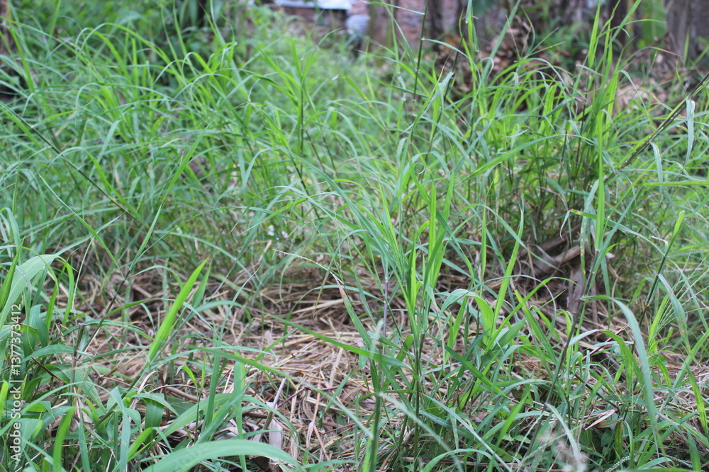 view of green lush grass view of green lush grass