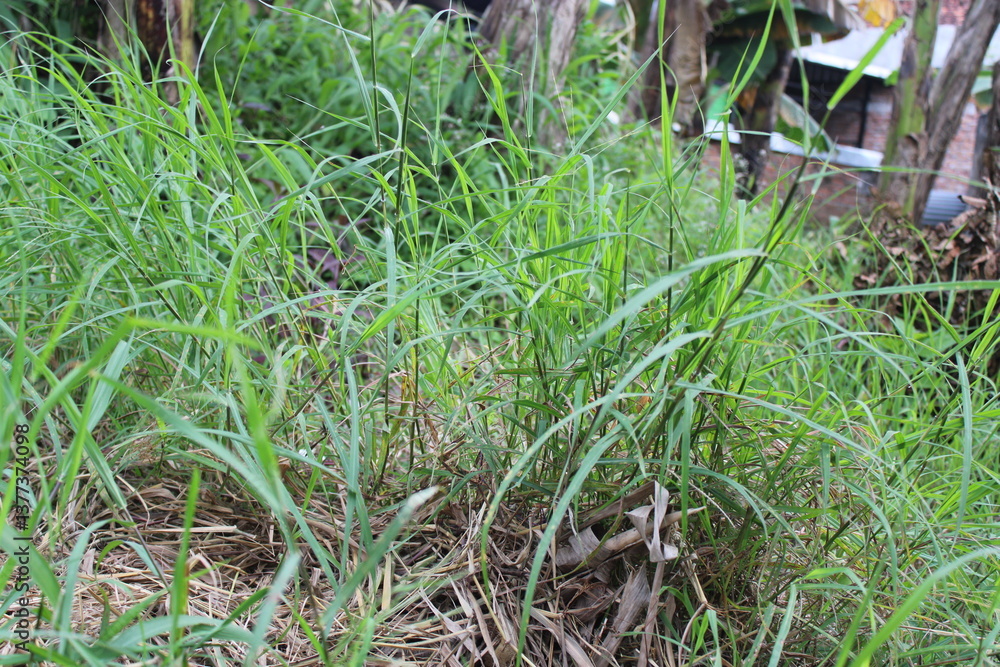 view of green lush grass view of green lush grass