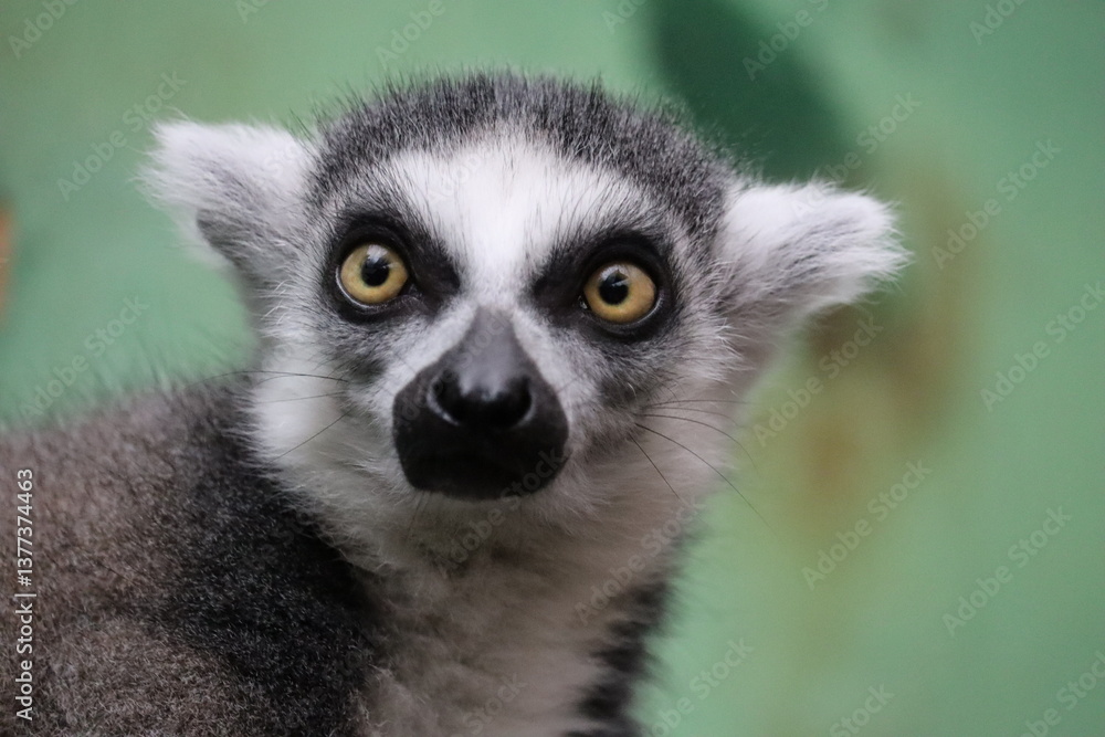 Fototapeta premium キツネザル