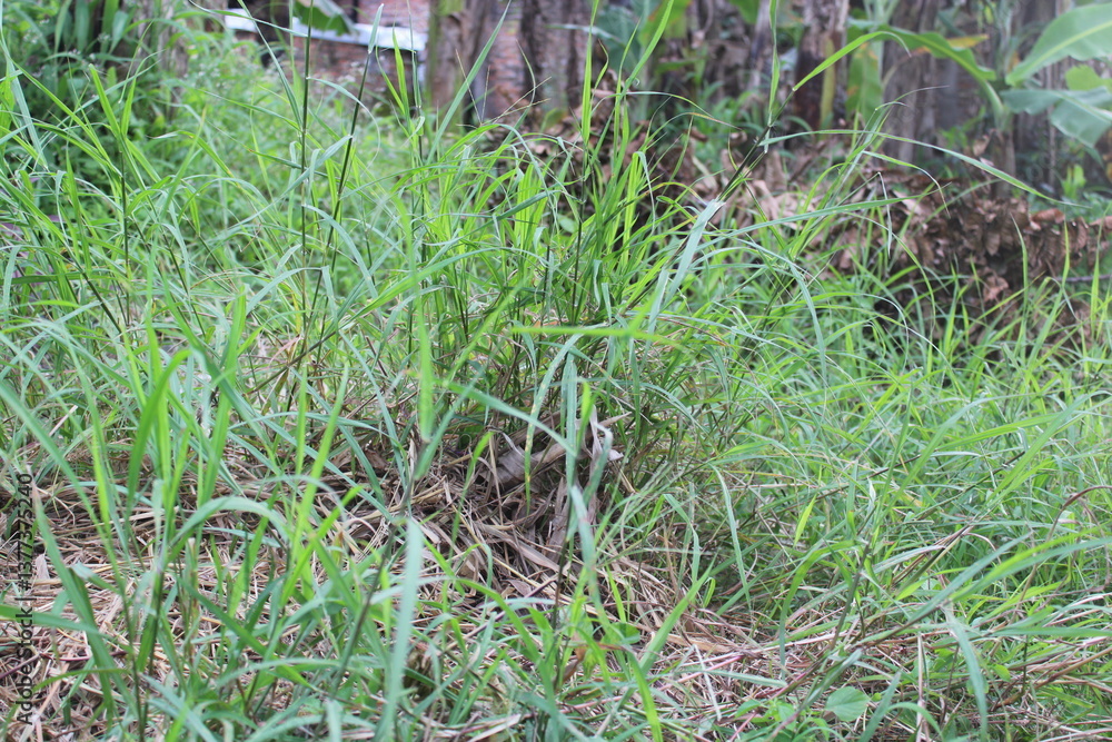 view of green lush grass view of green lush grass