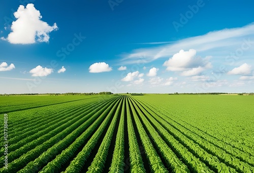Lush Green Agricultural Field Under Blue Sky - Farming Landscape