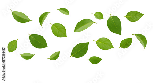 Scattered Green Leaves