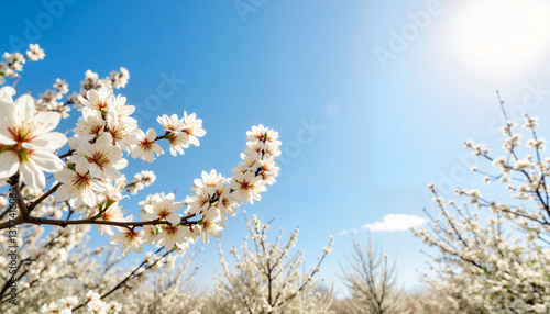 Wallpaper Mural Almond blossoms flourishing under clear blue sky, spring beauty Torontodigital.ca